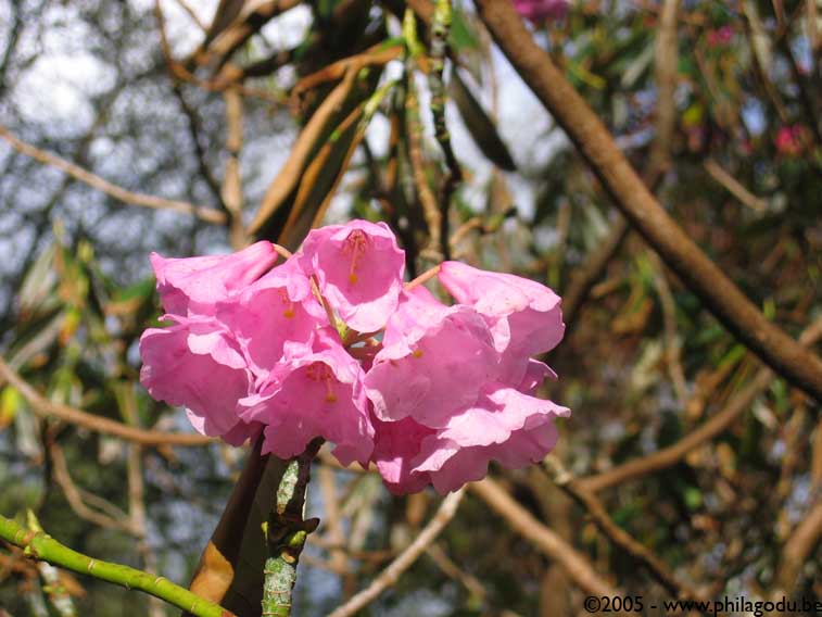 w1569_Inverewe_fleur_rhodo