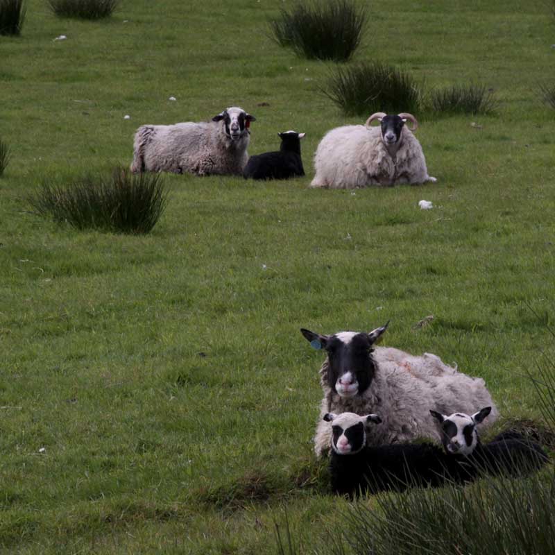 w-scot_6914-moutons