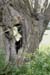 w-DK_9113-arbre_creux - copie