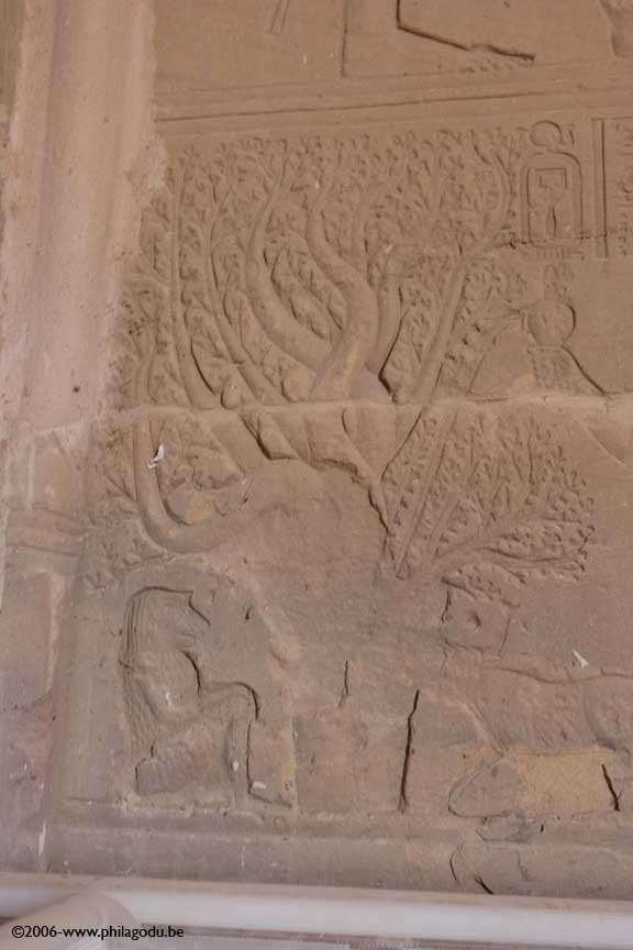 LNsr-Wadi_es_S-Babouin_72