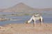 Lac_Nsr-chameau++59