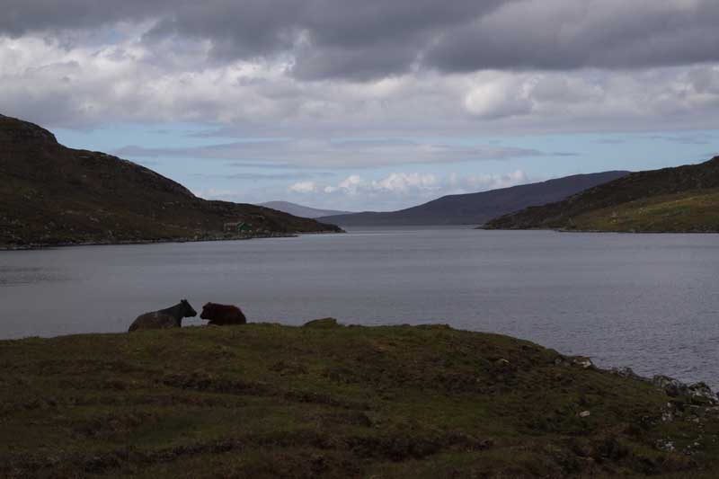 w-scot_7202-Harris  