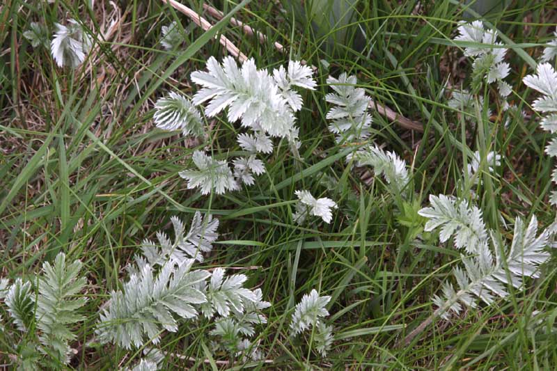 w-scot_7220-plantes 